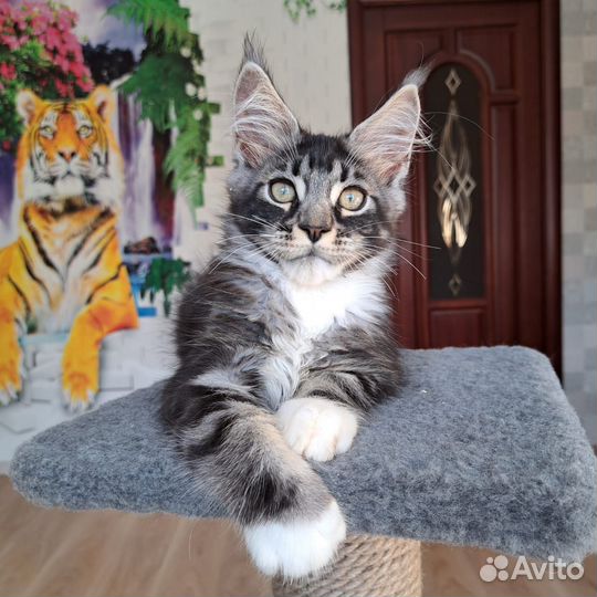 Мейн-кун мальчики
