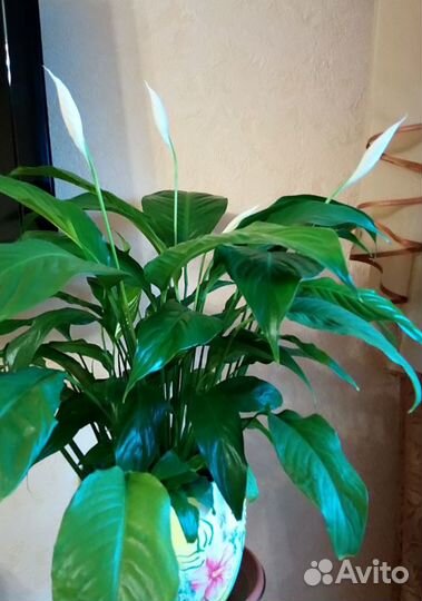 Цветы. Растения