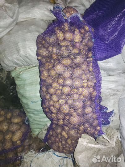 Продам картофель