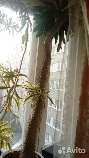 Пахиподиум ламера