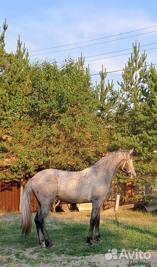 Жеребец орловский рысак