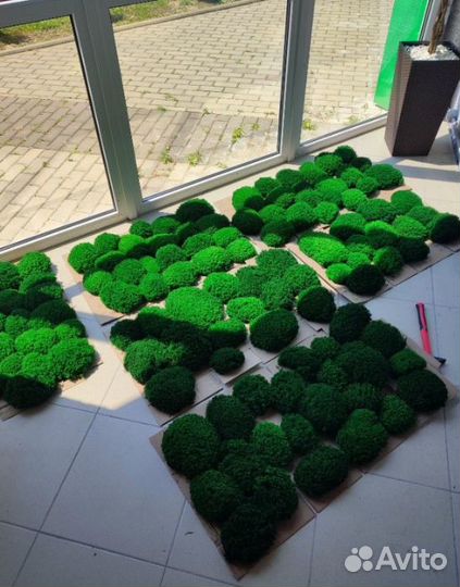 Насыщенный стабилизированный мох от производителя