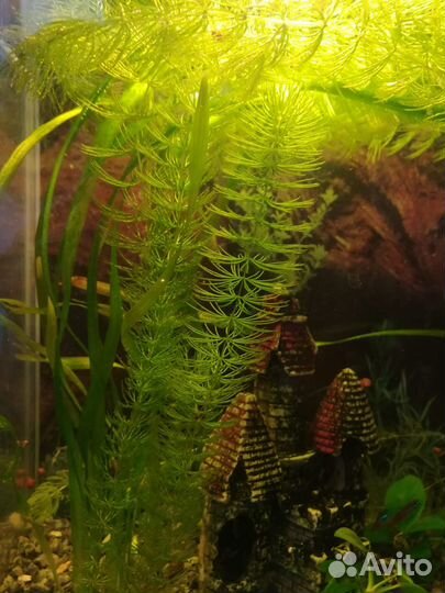 Водоросли для аквариума