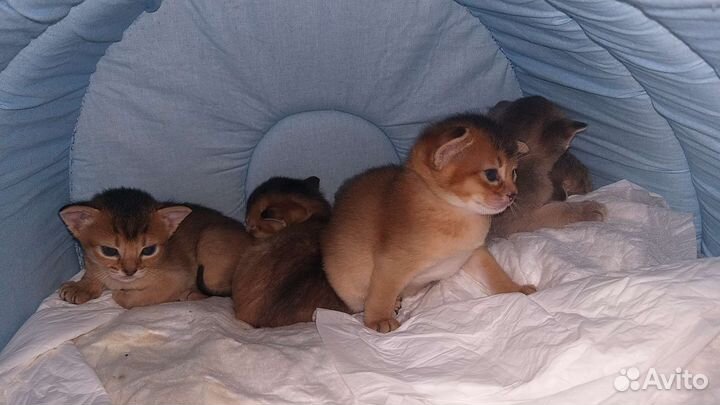 Абиссинские котята Москва и Калужская обл