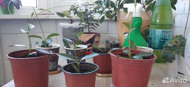 Мандевилла Diamantina Jade White - королева цветов