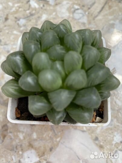 Кактусы и Суккуленты 5