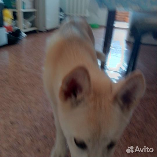 Собака дворняжка