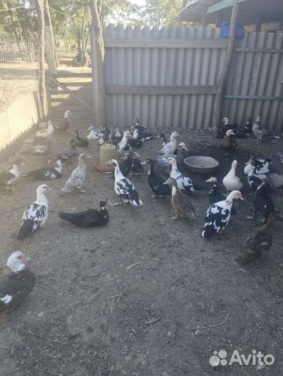 Продам индоуток