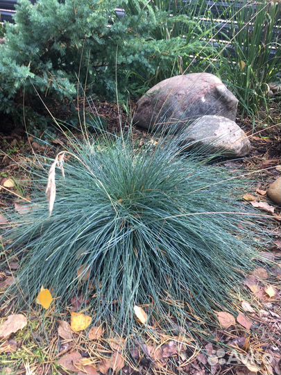 Овсяница сизая