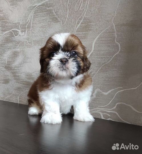 Ши-тцу. Девочки. Шоу