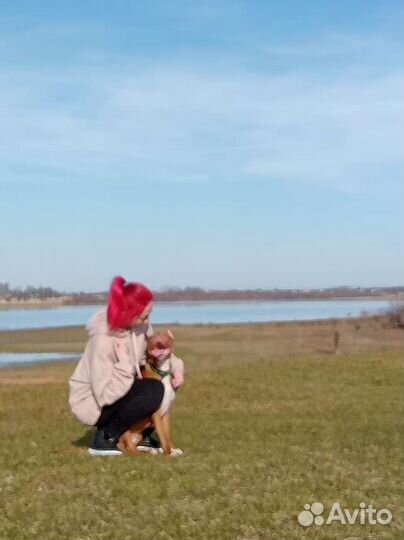 Кинолог зоопсихолог выезд на дом