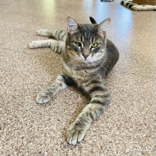 Кот Максик