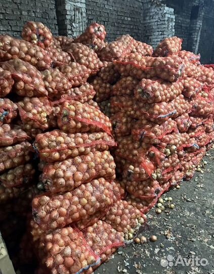 Лук на посадку опт