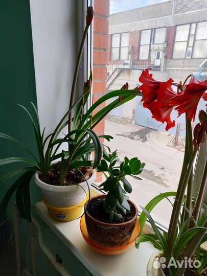 Гиппеаструм