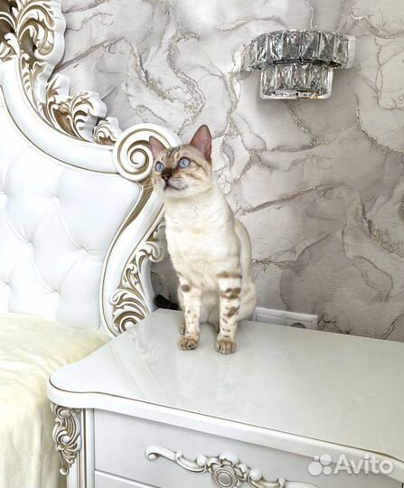 Вязка бенгальский кот снежный