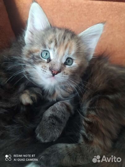 Котята мейн-кун