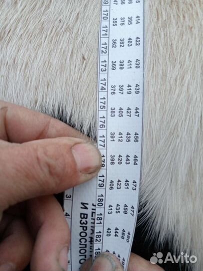 Бычки годовалые