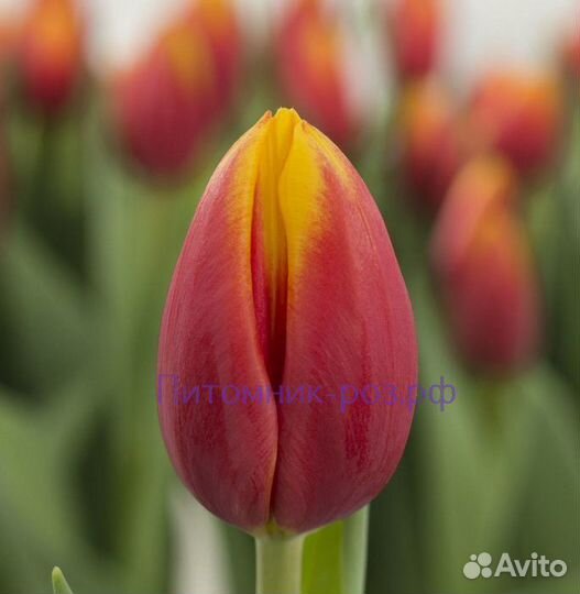 Цветы тюльпаны