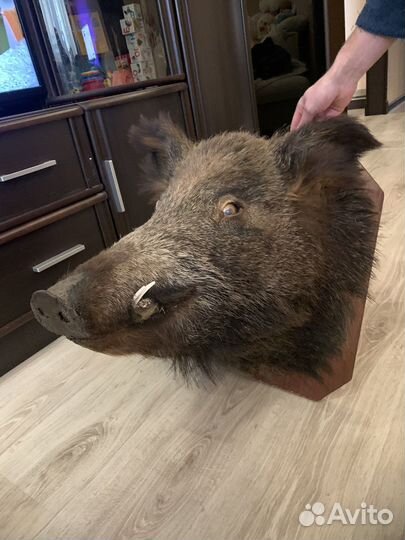 Чучело кабана