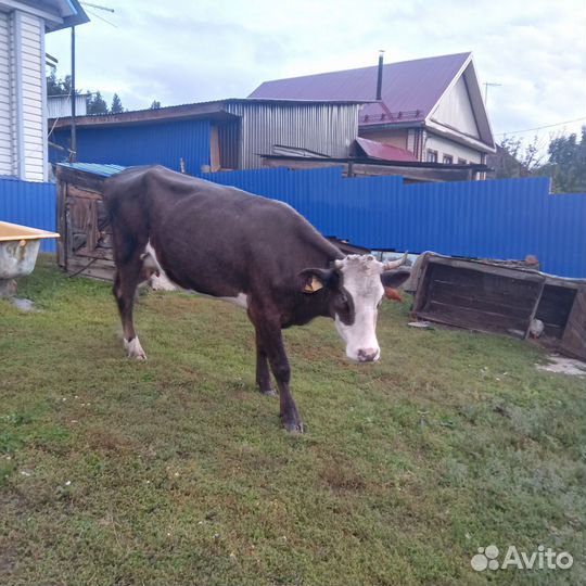 Корова дойная