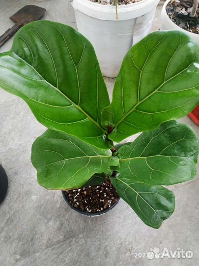 Фикус лировидный (лирата)