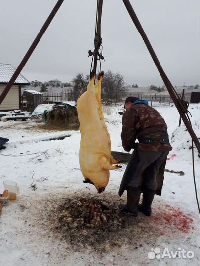 Забой скота