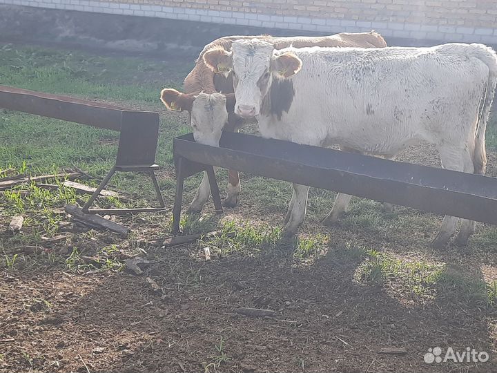 Телки бычки герефорды от 5 месяцев