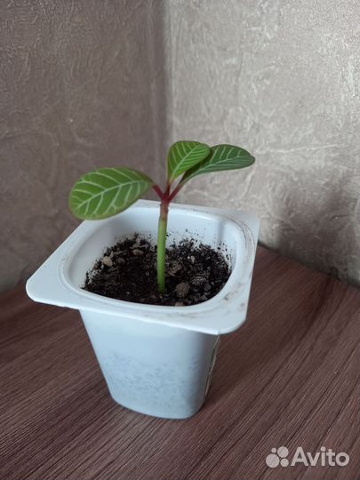 Молочай беложильчатый