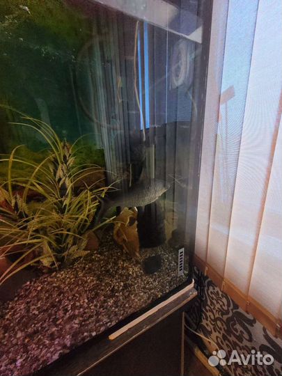 Продам рыб