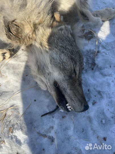 Волчья шкура