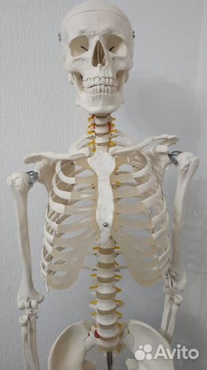 Скелет человека в полный рост