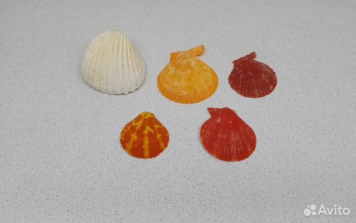 Набор гребешков 4,3*6,8 морские ракушки раковины
