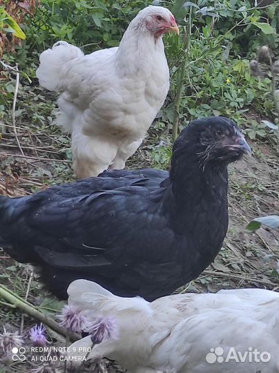Гергебильская порода кур и петухов