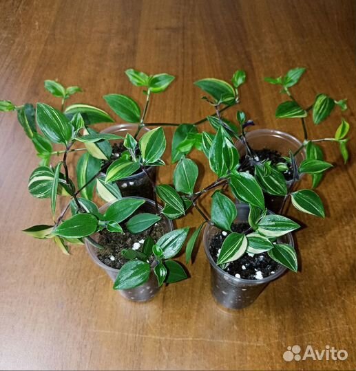 Сеткреазия Традесканция Каллизия Колеус