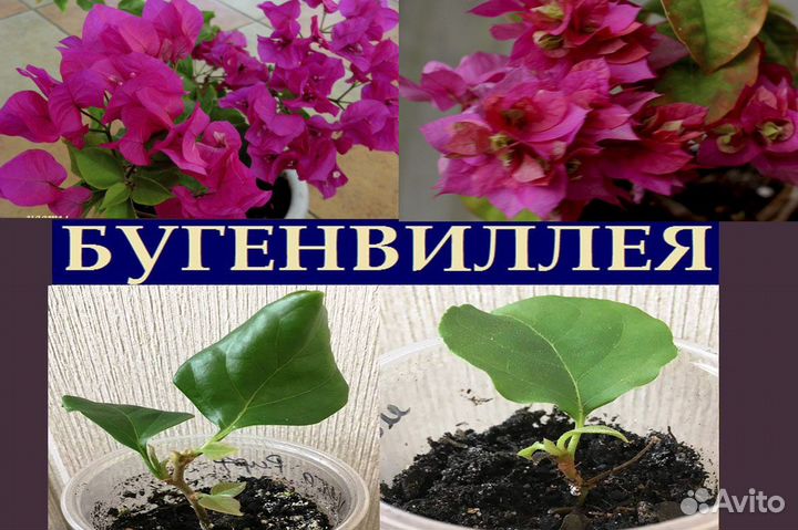 Абутилон,зантоксилум,аглаонем,монстер,бугенв,фикус