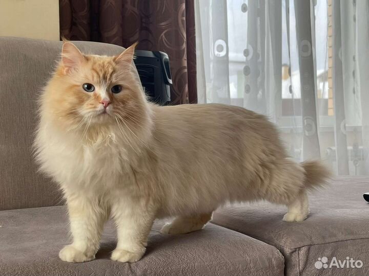 Чистопородные сибирские котята