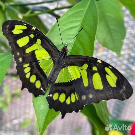 Детская Миниферма Тропических Бабочек ф/б-80