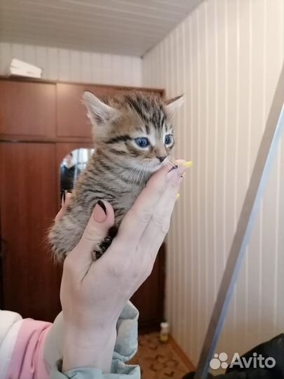 Котенок мальчик