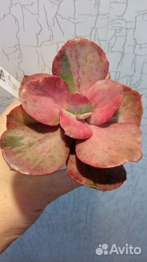 Суккуленты 3