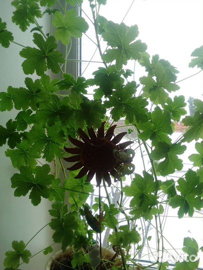 Пеларгония душистая разновидность Мейбл Грей