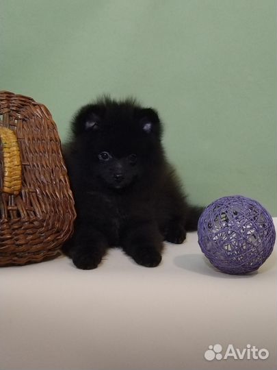 Щенки шпица