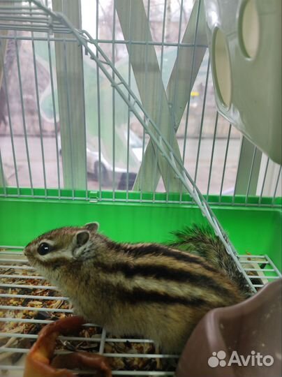 Грызуны, рептилии и аквариумистика