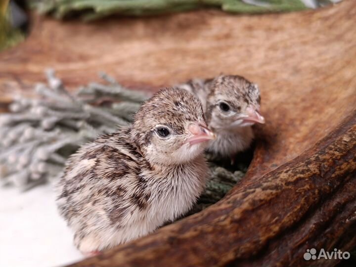 Кеклик- горная куропатка