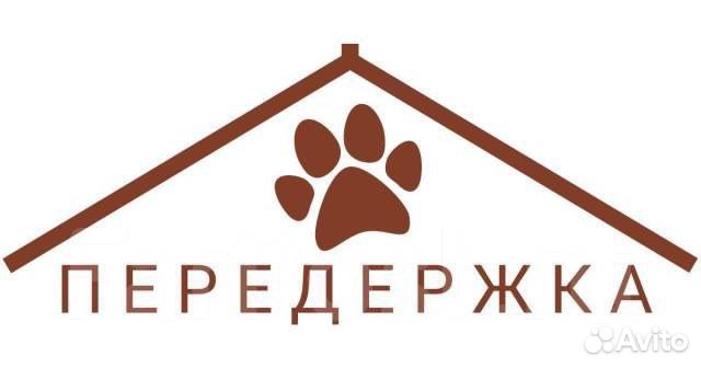 Передержка животных гостиница зоогостиница