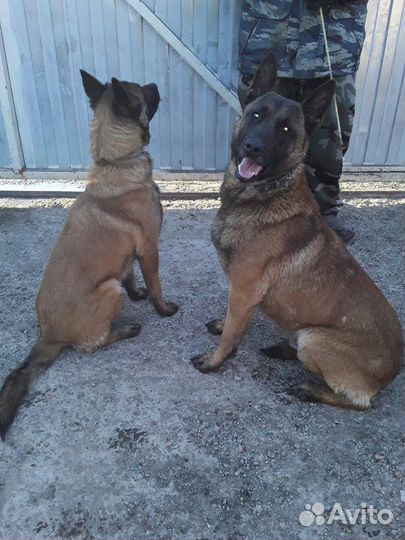 Малинуа. щенки