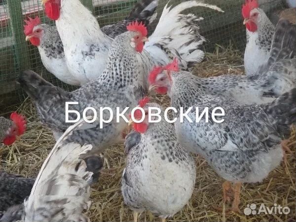 Яйца для инкубации