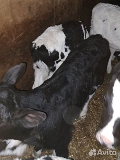 Телята на откорм