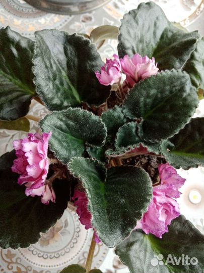 Фиалка в горшках