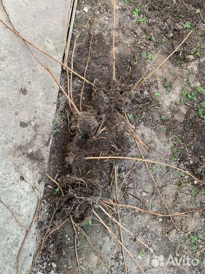 Саженцы малины