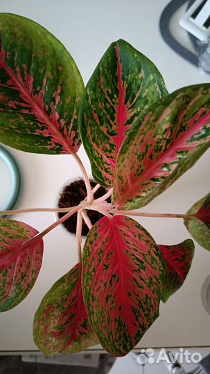 Аглаонема Боксинг